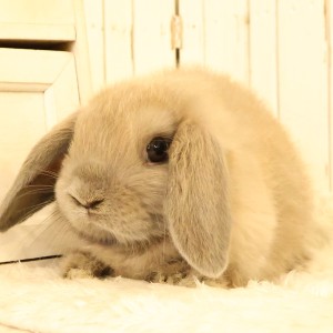 ホーランドロップ　ブルートート（V43）