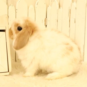 ホーランドロップ　ブロークンオレンジ（028）