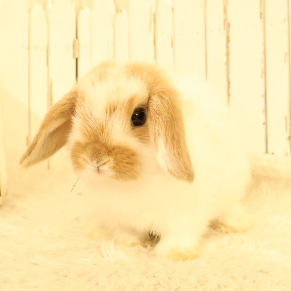 ホーランドロップ　ブロークンオレンジ（028）