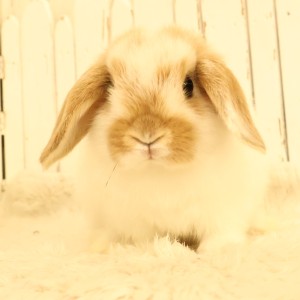 ホーランドロップ　ブロークンオレンジ（028）