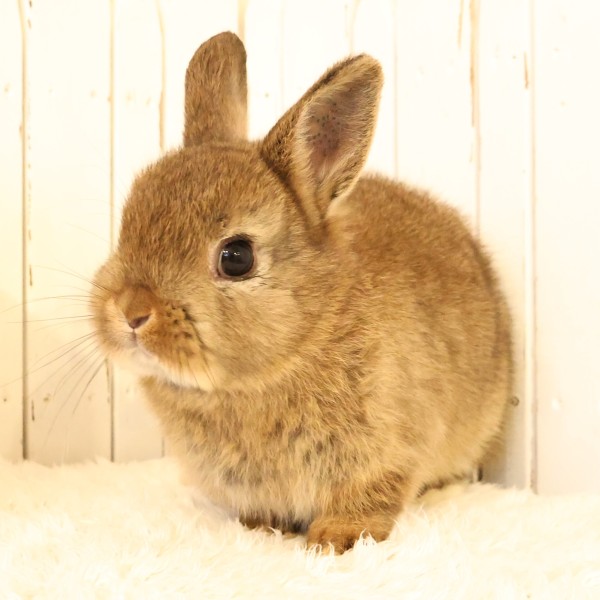 ネザーランドドワーフ　チェスナット（55D)