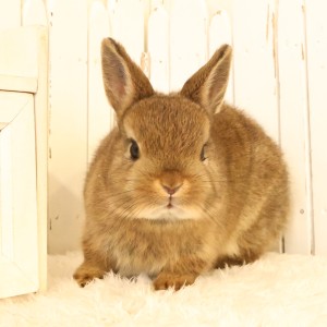 ネザーランドドワーフ　チェスナット（55D)