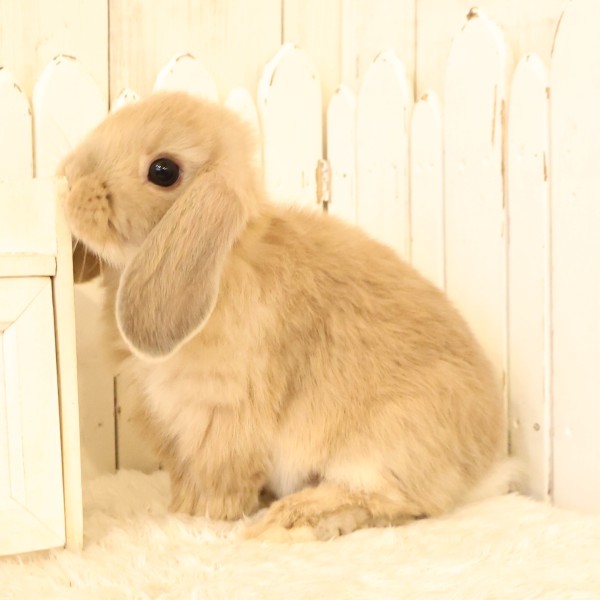 ホーランドロップ　リンクス（V60）