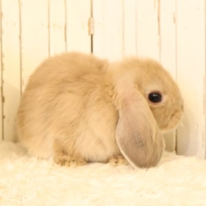 ホーランドロップ　リンクス（V60）