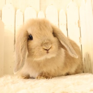 ホーランドロップ　リンクス（V60）