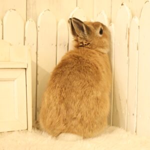 ネザーランドドワーフ オレンジ（54N) - さいたま市北浦和のうさぎ