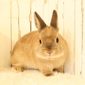 ネザーランドドワーフ　オレンジ（54N)