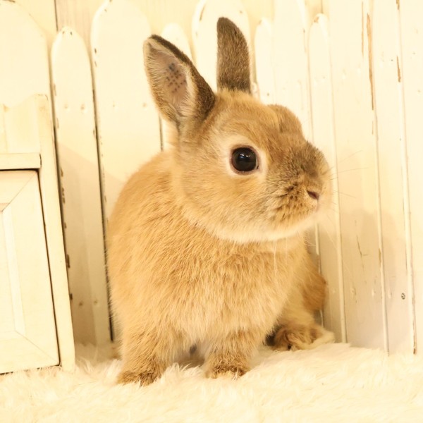 ネザーランドドワーフ　オレンジ（54N)