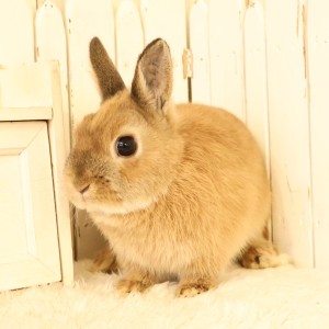 ネザーランドドワーフ　オレンジ（54N)