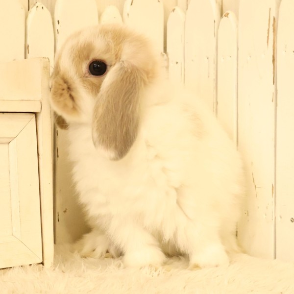 ホーランドロップ　ブロークンリンクス（D63）