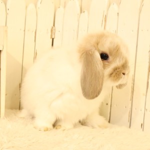 ホーランドロップ　ブロークンリンクス（D63）