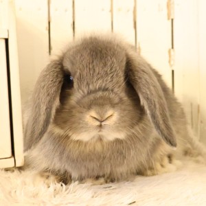 ホーランドロップ　オパール（V38）