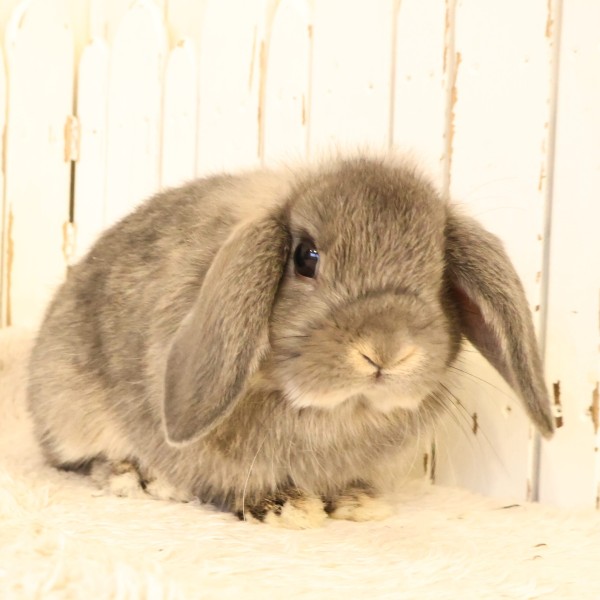 ホーランドロップ　オパール（V38）