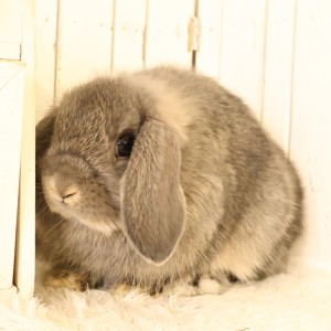 ホーランドロップ　オパール（V38）