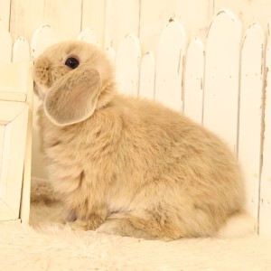 ホーランドロップ　リンクス（D5Y）