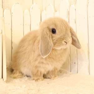 ホーランドロップ　リンクス（D5Y）