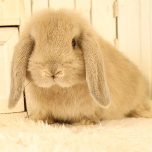 ホーランドロップ　リンクス（W4）