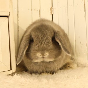 ホーランドロップ　オパール（O44）