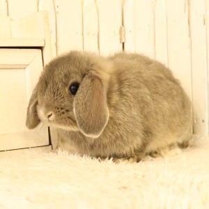 ホーランドロップ　オパール（O44）