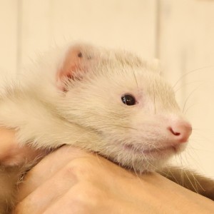 シナモン（男の子）