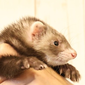 バタースコッチ（男の子）