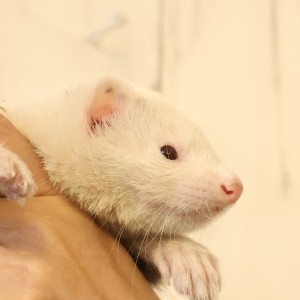 パンダ（男の子）