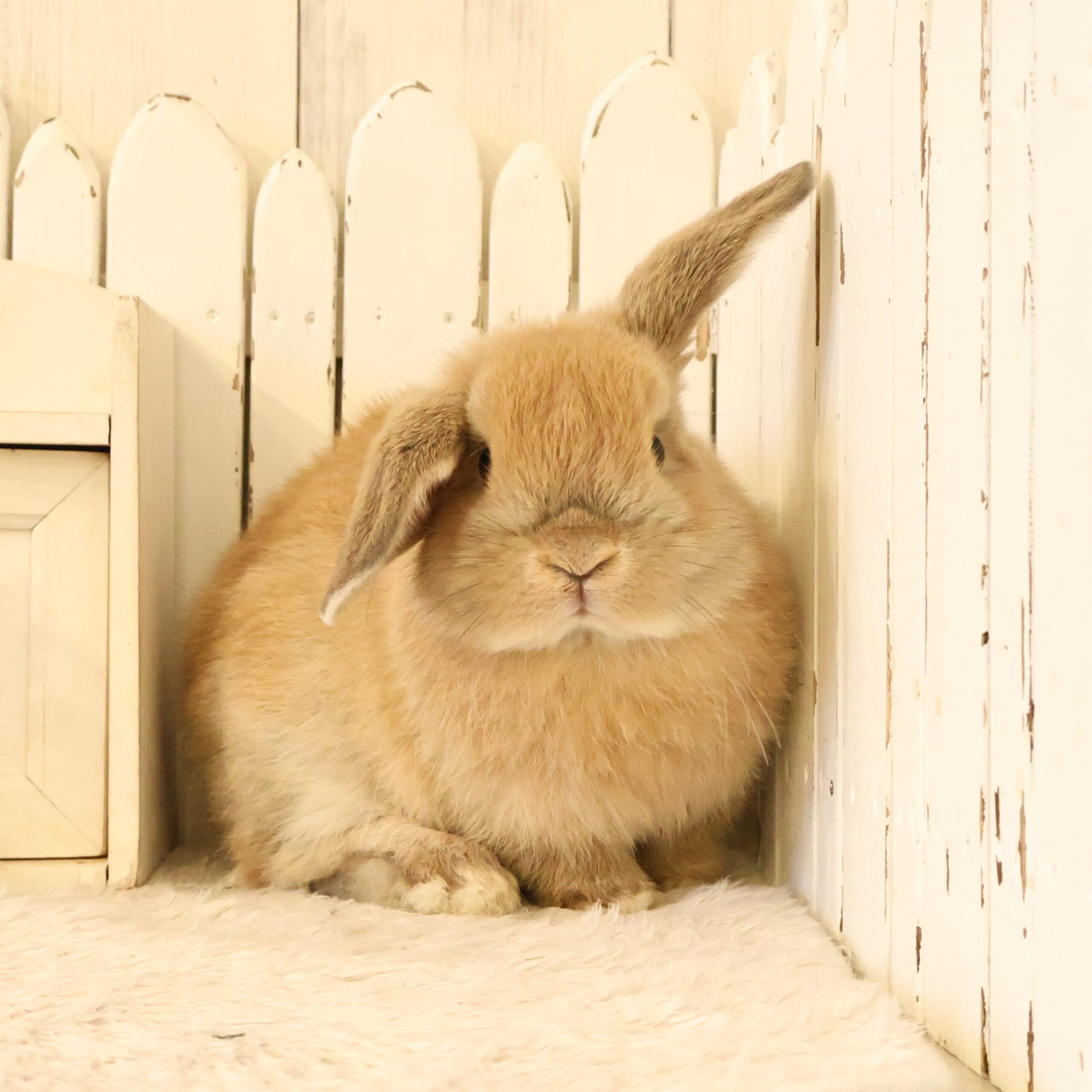 ホーランドロップ オレンジ（D7K） - さいたま市北浦和のうさぎ