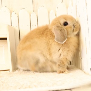 ホーランドロップ　オレンジ（D7K）