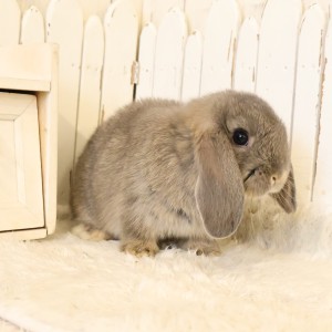 ホーランドロップ　オパール（W20）