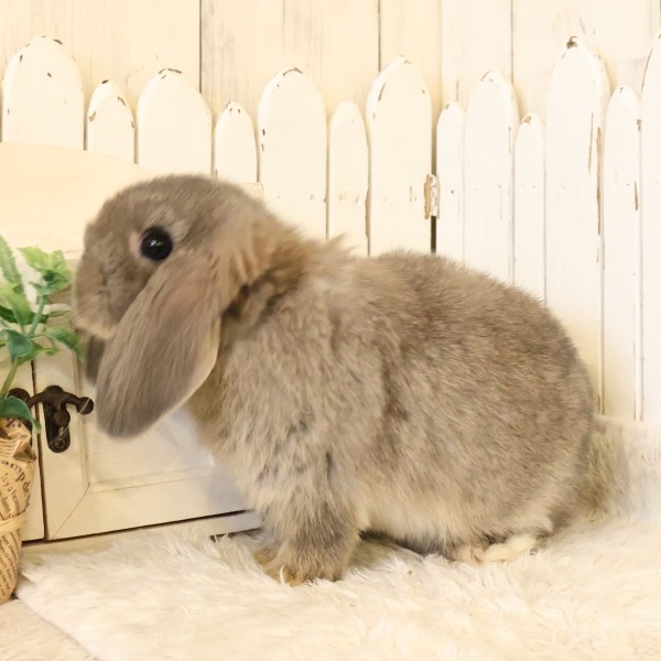 ホーランドロップ　オパール（W20）