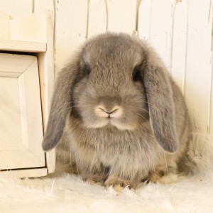 ホーランドロップ　オパール（W20）