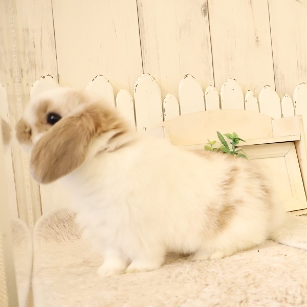 ホーランドロップ　ブロークンリンクス（W11）