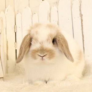 ホーランドロップ　ブロークンリンクス（W11）