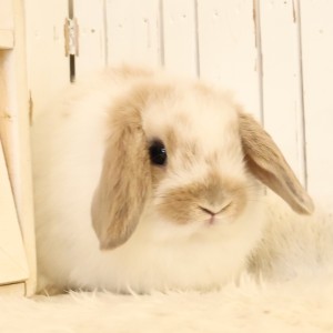 ホーランドロップ　ブロークンリンクス（W11）