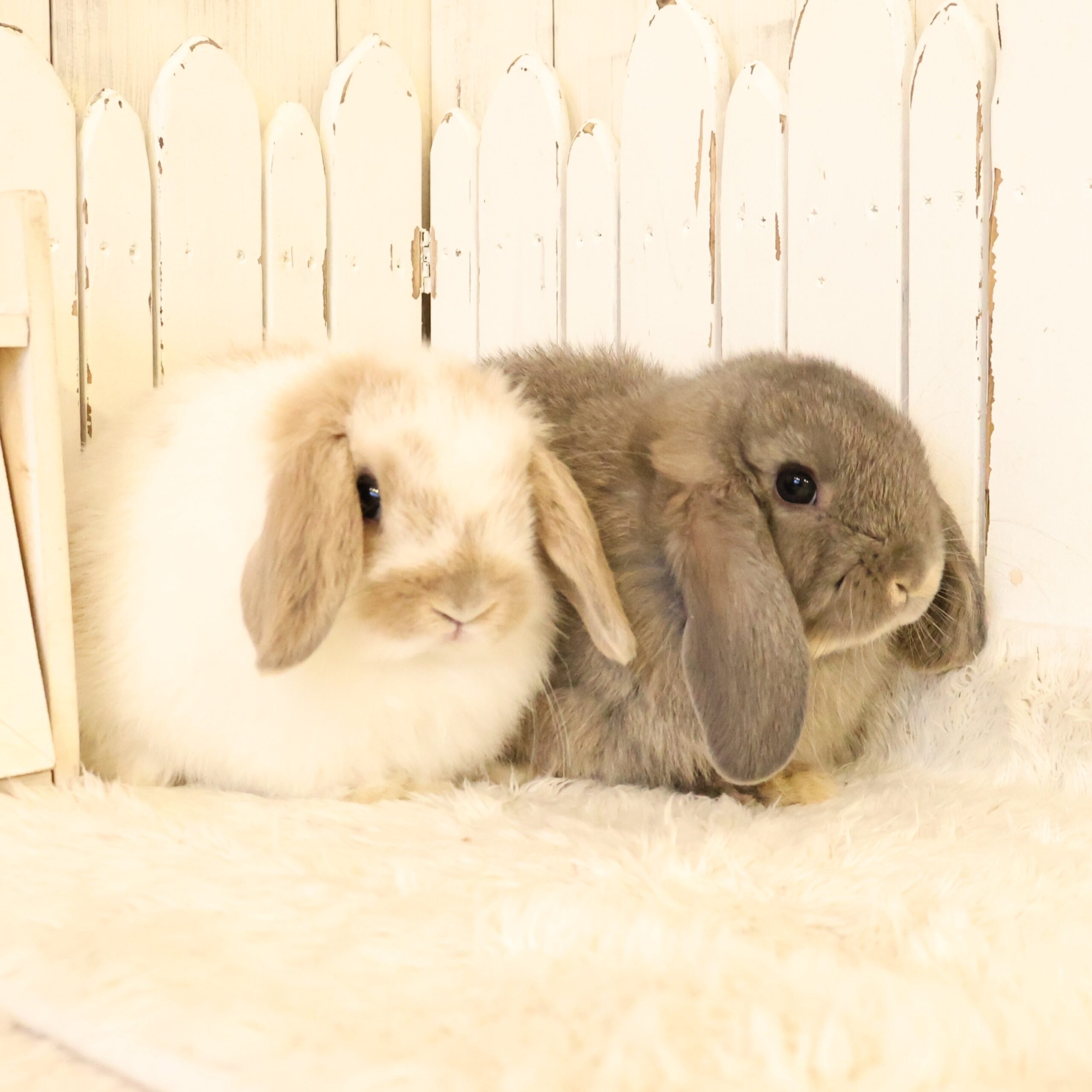 ちびうさぎさんがデビューします♪ - さいたま市北浦和のうさぎ