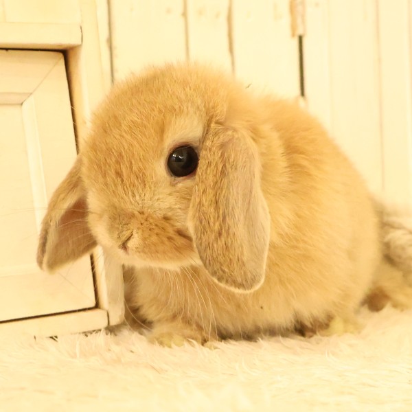 ホーランドロップ　オレンジ（D7R）