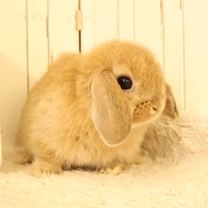 ホーランドロップ　オレンジ（D7R）