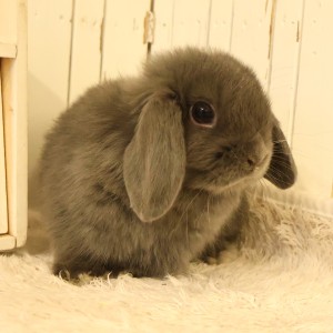 ホーランドロップ　ブルー（A91）