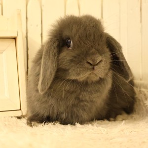 ホーランドロップ　ブルー（A91）