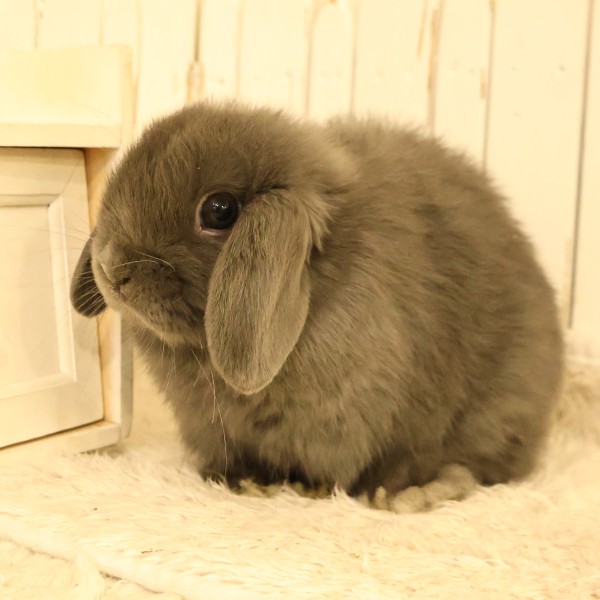 ホーランドロップ　ブルー（A91）