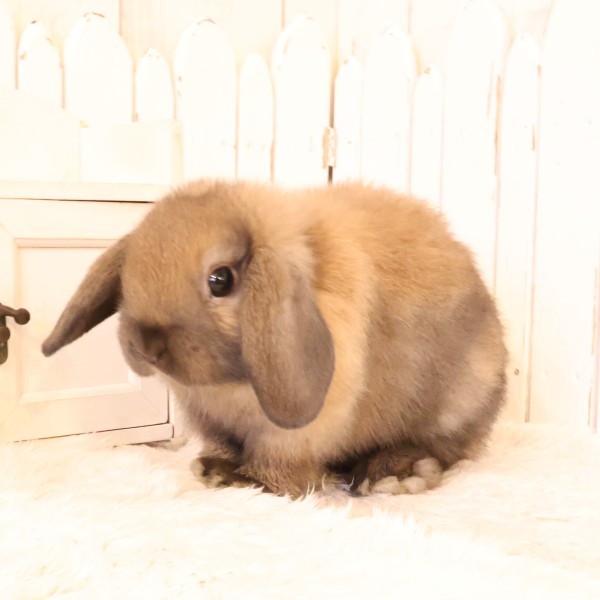 ホーランドロップ　トートイズシェル（D8K)