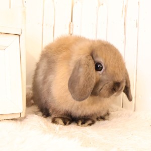 ホーランドロップ　トートイズシェル（D8K)