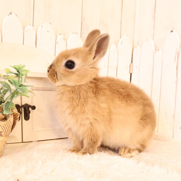 ネザーランドドワーフ　オレンジ（7K)