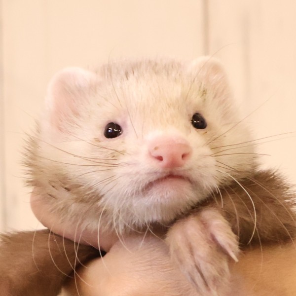 シナモン（男の子）