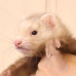 シナモン（男の子）