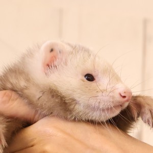 シナモン（男の子）