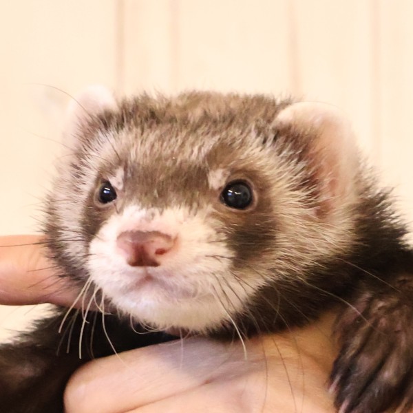 セーブル（男の子）