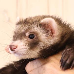 セーブル（男の子）