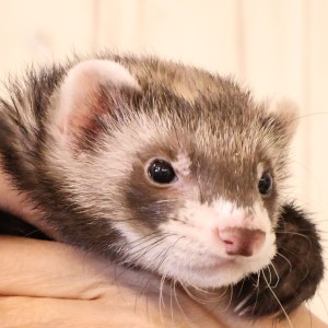 セーブル（男の子）