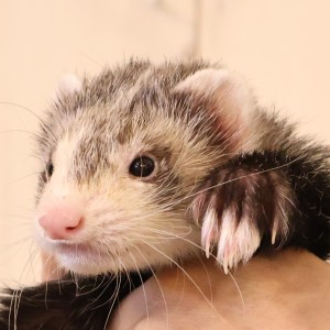 ブレイズ（男の子）